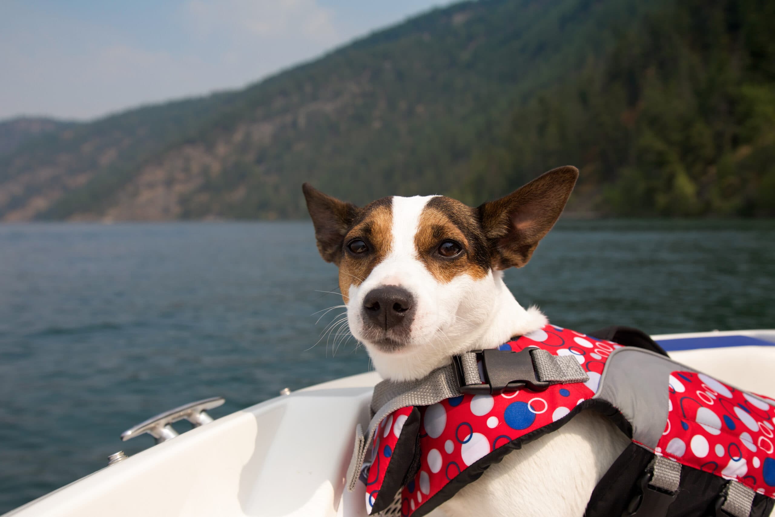 Dog wearing a lifejacket aboard a boat